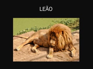 LEÃO
 