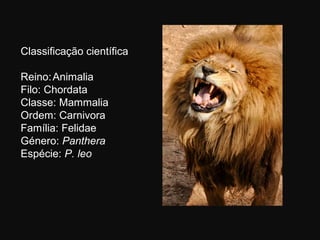 Classificação científica

Reino: Animalia
Filo: Chordata
Classe: Mammalia
Ordem: Carnivora
Família: Felidae
Género: Panthera
Espécie: P. leo
 