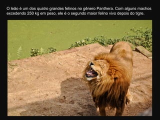 O leão é um dos quatro grandes felinos no gênero Panthera. Com alguns machos
excedendo 250 kg em peso, ele é o segundo maior felino vivo depois do tigre.
 