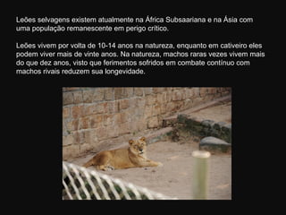 Leões selvagens existem atualmente na África Subsaariana e na Ásia com
uma população remanescente em perigo crítico.

Leões vivem por volta de 10-14 anos na natureza, enquanto em cativeiro eles
podem viver mais de vinte anos. Na natureza, machos raras vezes vivem mais
do que dez anos, visto que ferimentos sofridos em combate contínuo com
machos rivais reduzem sua longevidade.
 