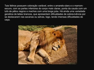 Tais felinos possuem coloração variável, entre o amarelo-claro e o marrom-
escuro, com as partes inferiores do corpo mais claras, ponta da cauda com um
tufo de pêlos negros e machos com uma longa juba. Há ainda uma variedade
genética de leões brancos, que apresentam dificuldades de sobrevivência por
se destacarem nas savanas ou selvas, logo, tendo imensas dificuldades de
caça.
 