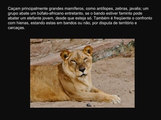 Caçam principalmente grandes mamíferos, como antílopes, zebras, javalis; um
grupo abate um búfalo-africano entretanto, se o bando estiver faminto pode
abater um elefante jovem, desde que esteja só. Também é freqüente o confronto
com hienas, estando estas em bandos ou não, por disputa de território e
carcaças.
 