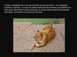 O leão é apelidado de o "rei dos animais" por se encontrar - em condições
naturais e normais - no topo da cadeia alimentar dos animais que habitam em
terra seca. São felinos muito sociáveis: um grupo pode possuir até quarenta
indivíduos, composto na maioria por fêmeas.
 