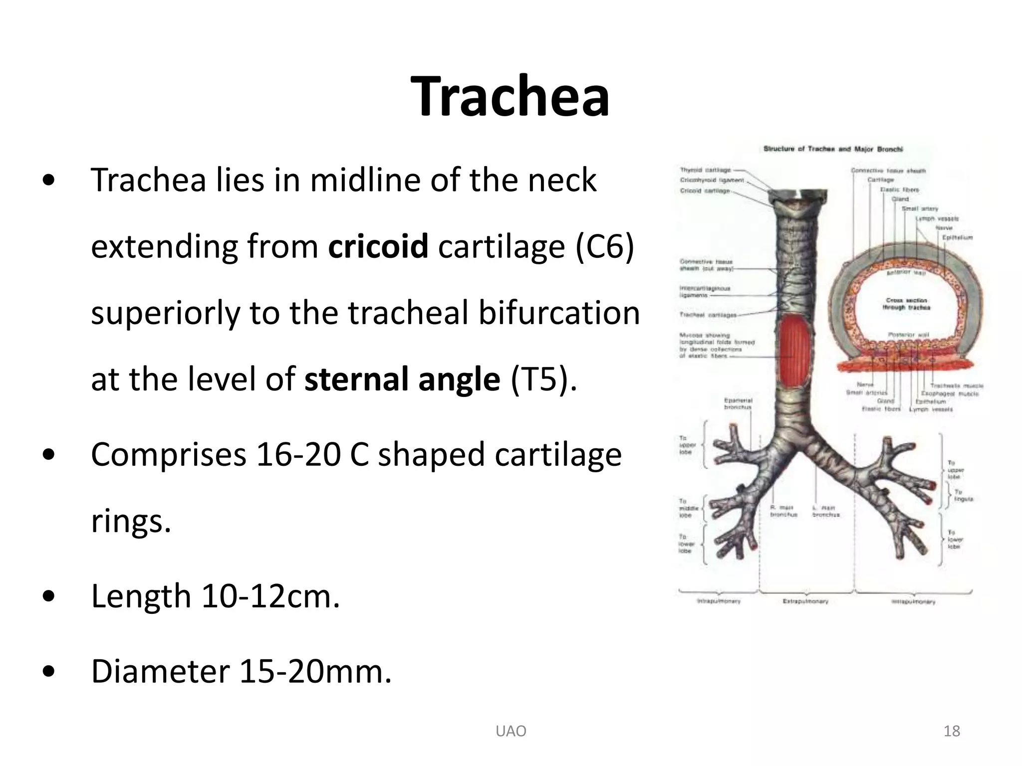 Upper airway obstruction.pptx