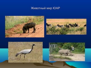 ЖЖииввооттнныыйй ммиирр ЮЮААРР 
 