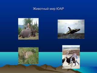 ЖЖииввооттнныыйй ммиирр ЮЮААРР 
 