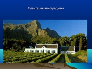 ППллааннттаацциияя ввииннооггррааддннииккаа 
 