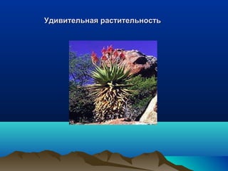 Удивительная рраассттииттееллььннооссттьь 
 