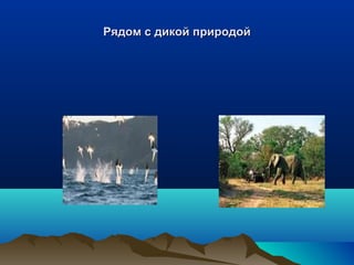 Рядом сс ддииккоойй ппррииррооддоойй 
 