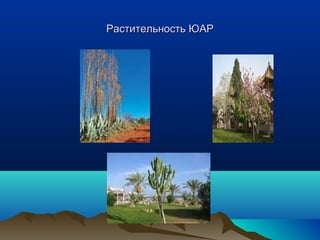 РРаассттииттееллььннооссттьь ЮЮААРР 
 