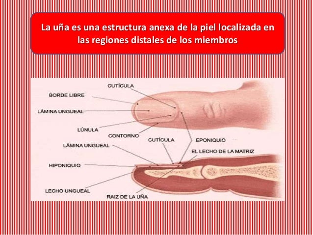 Uñas- estructura