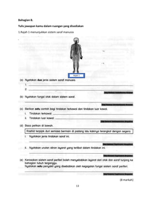13
Bahagian B.
Tulis jawapan kamu dalam ruangan yang disediakan
1.Rajah 1 menunjukkan sistem saraf manusia
(8 markah)
Rajah 1
 