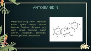 ANTOSIANIDIN
Antosianidin yang umum ditemukan
adalah aglikon dengan struktur
dasarnya flavylium. Senyawa yang
paling banyak ditemukan adalah
cyanidin, pelargonidin, delphinidin,
malvidin, petunidin, dan peonidin
 