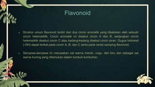 Flavonoid
 Struktur umum flavonoid terdiri dari dua cincin aromatik yang disatukan oleh sebuah
cincin heterosiklik. Cincin aromatik ini disebut cincin A dan B, sedangkan cincin
heterosiklik disebut cincin C atau kadang-kadang disebut cincin piran. Gugus hidroksil
(-OH) dapat terikat pada cincin A, B, dan C serta pada rantai samping flavonoid.
 Senyawa-senyawa ini merupakan zat warna merah, ungu, dan biru dan sebagai zat
warna kuning yang ditemukan dalam tumbuh-tumbuhan.
 