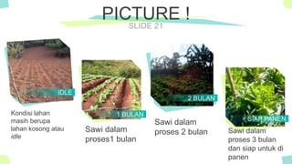 The Power of PowerPoint - thepopp.com
SLIDE 21
PICTURE !
IDLE
1 BULAN
2 BULAN
SIAP PANEN
Kondisi lahan
masih berupa
lahan kosong atau
idle
Sawi dalam
proses1 bulan
Sawi dalam
proses 2 bulan Sawi dalam
proses 3 bulan
dan siap untuk di
panen
 