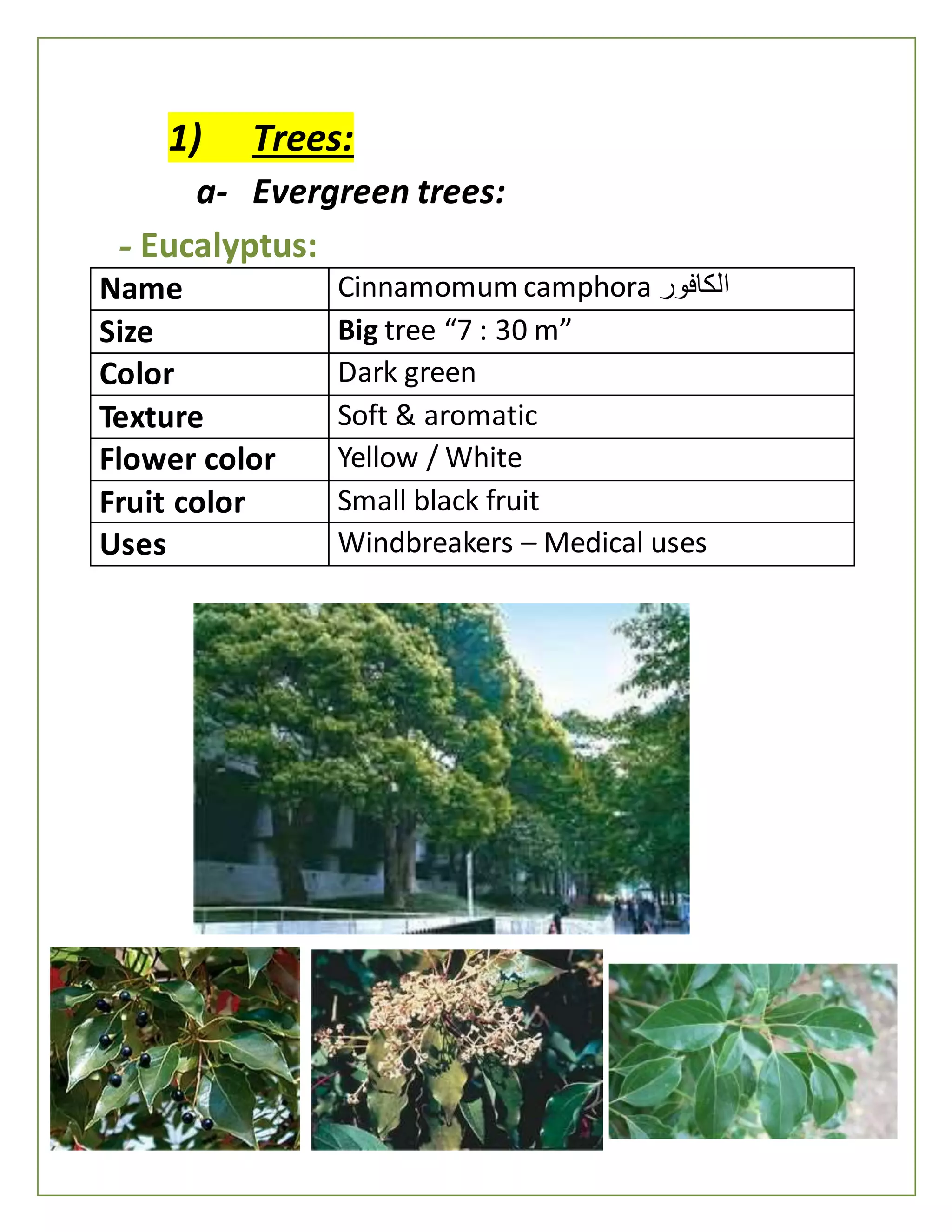 1) Trees:
a- Evergreen trees:
- Eucalyptus:
Name Cinnamomum camphora ‫الكافور‬
Size Big tree “7 : 30 m”
Color Dark green
Texture Soft & aromatic
Flower color Yellow / White
Fruit color Small black fruit
Uses Windbreakers – Medical uses
 