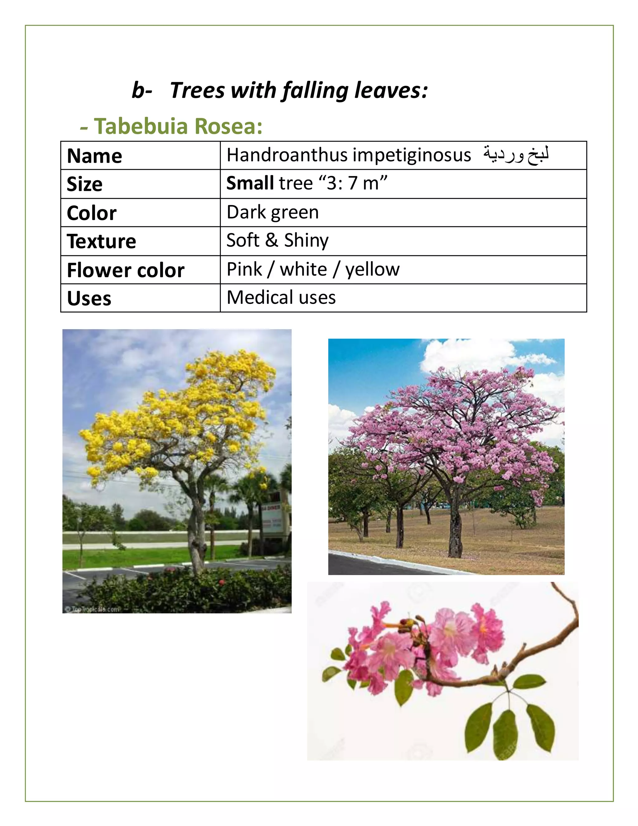 b- Trees with falling leaves:
- Tabebuia Rosea:
Name Handroanthus impetiginosus ‫وردية‬ ‫لبخ‬
Size Small tree “3: 7 m”
Color Dark green
Texture Soft & Shiny
Flower color Pink / white / yellow
Uses Medical uses
 