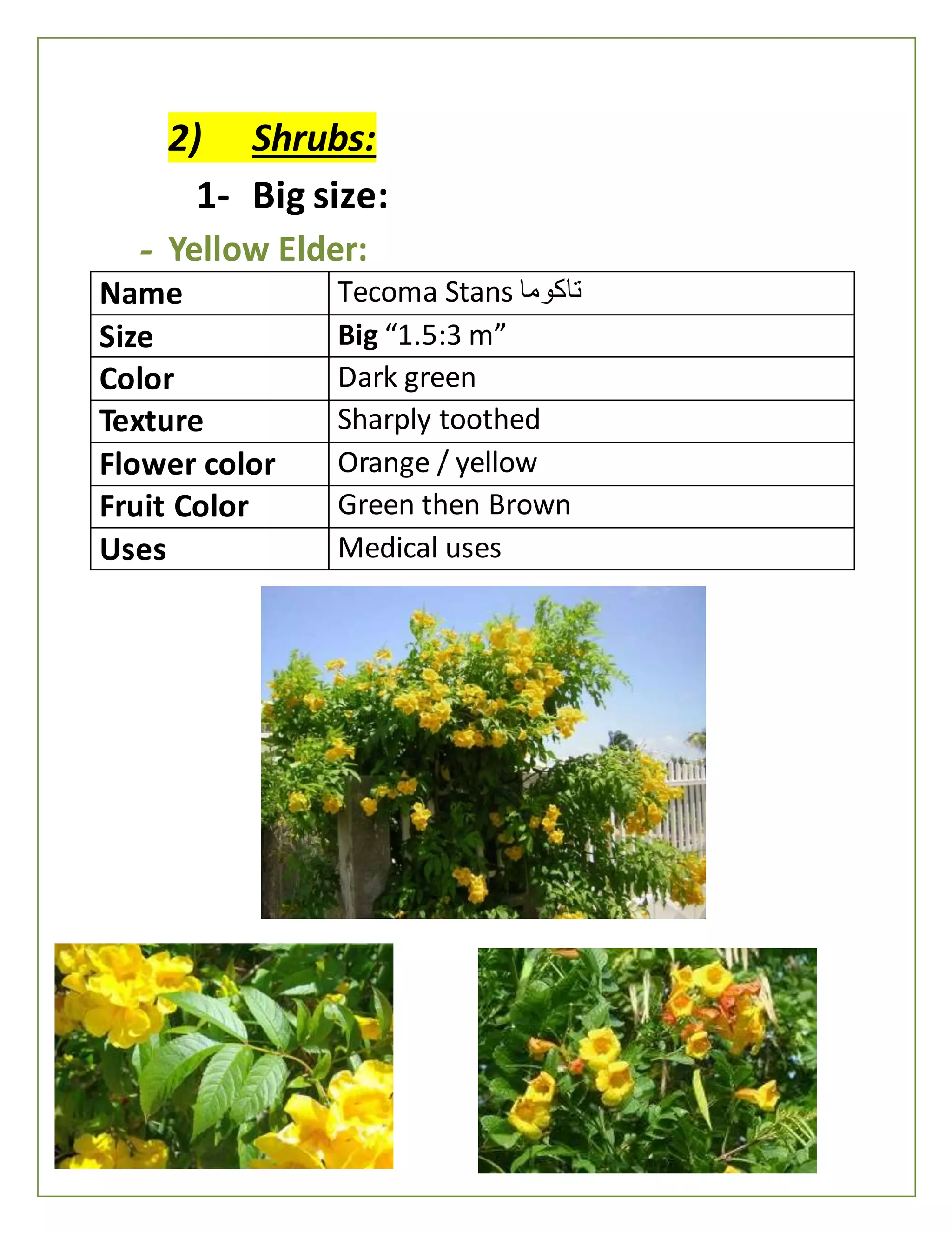 2) Shrubs:
1- Big size:
- Yellow Elder:
Name Tecoma Stans ‫تاكوما‬
Size Big “1.5:3 m”
Color Dark green
Texture Sharply toothed
Flower color Orange / yellow
Fruit Color Green then Brown
Uses Medical uses
 
