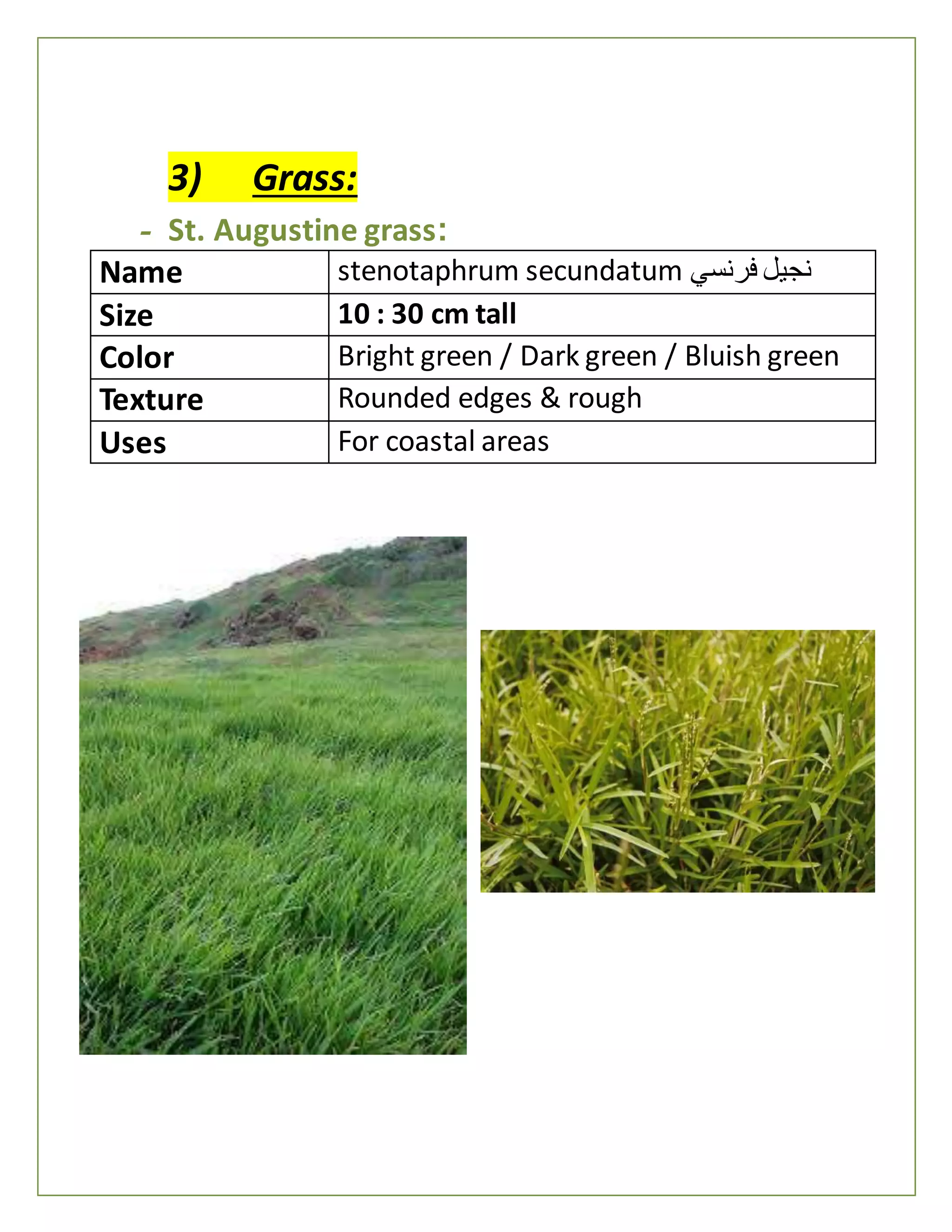 3) Grass:
- St. Augustine grass:
Name stenotaphrum secundatum ‫فرنسي‬ ‫نجيل‬
Size 10 : 30 cm tall
Color Bright green / Dark green / Bluish green
Texture Rounded edges & rough
Uses For coastal areas
 