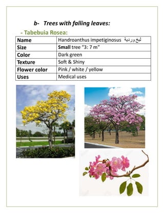 b- Trees with falling leaves:
- Tabebuia Rosea:
Name Handroanthus impetiginosus ‫وردية‬ ‫لبخ‬
Size Small tree “3: 7 m”
Color Dark green
Texture Soft & Shiny
Flower color Pink / white / yellow
Uses Medical uses
 