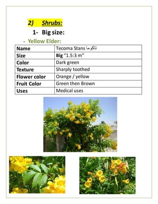 2) Shrubs:
1- Big size:
- Yellow Elder:
Name Tecoma Stans ‫تاكوما‬
Size Big “1.5:3 m”
Color Dark green
Texture Sharply toothed
Flower color Orange / yellow
Fruit Color Green then Brown
Uses Medical uses
 