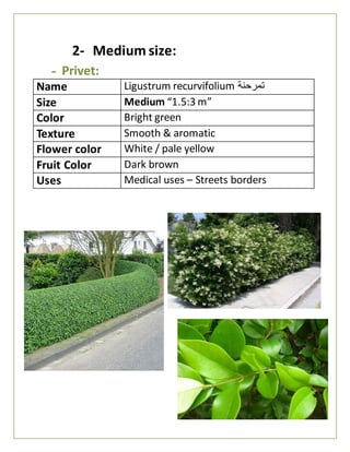 2- Medium size:
- Privet:
Name Ligustrum recurvifolium ‫تمرحنة‬
Size Medium “1.5:3 m”
Color Bright green
Texture Smooth & aromatic
Flower color White / pale yellow
Fruit Color Dark brown
Uses Medical uses – Streets borders
 