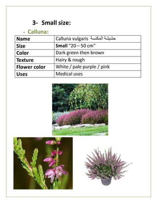 3- Small size:
- Calluna:
Name Calluna vulgaris ‫المكنسة‬ ‫حشيشة‬
Size Small “20 – 50 cm”
Color Dark green then brown
Texture Hairy & rough
Flower color White / pale purple / pink
Uses Medical uses
 