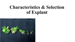 Characteristics & Selection
of Explant
 