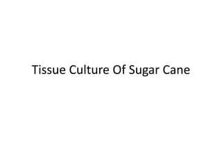 Tissue Culture Of Sugar Cane
 