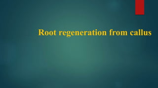 Root regeneration from callus
 