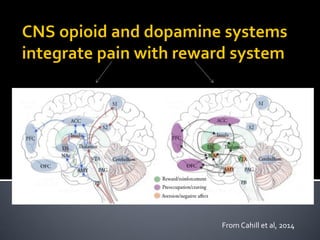  DA: in reward-driven actions-- “wanting”
Opioids: in hedonic tone– “liking”
 These systems are integrated to modulate
t...