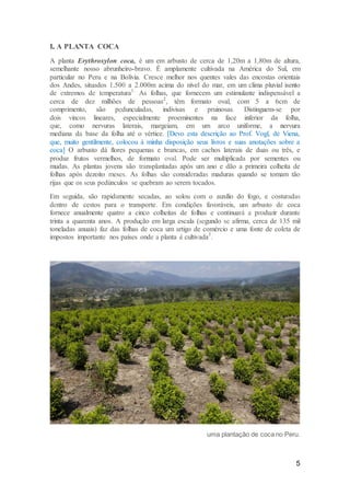 5
I. A PLANTA COCA
A planta Erythroxylon coca, é um em arbusto de cerca de 1,20m a 1,80m de altura,
semelhante nosso abrunheiro-bravo. É amplamente cultivada na América do Sul, em
particular no Peru e na Bolívia. Cresce melhor nos quentes vales das encostas orientais
dos Andes, situados 1.500 a 2.000m acima do nível do mar, em um clima pluvial isento
de extremos de temperatura1.
As folhas, que fornecem um estimulante indispensável a
cerca de dez milhões de pessoas2
, têm formato oval, com 5 a 6cm de
comprimento, são pedunculadas, indivisas e pruinosas. Distinguem-se por
dois vincos lineares, especialmente proeminentes na face inferior da folha,
que, como nervuras laterais, margeiam, em um arco uniforme, a nervura
mediana da base da folha até o vértice. [Devo esta descrição ao Prof. Vogl, de Viena,
que, muito gentilmente, colocou à minha disposição seus livros e suas anotações sobre a
coca] O arbusto dá flores pequenas e brancas, em cachos laterais de duas ou três, e
produz frutos vermelhos, de formato oval. Pode ser multiplicada por sementes ou
mudas. As plantas jovens são transplantadas após um ano e dão a primeira colheita de
folhas após dezoito meses. As folhas são consideradas maduras quando se tomam tão
rijas que os seus pedúnculos se quebram ao serem tocados.
Em seguida, são rapidamente secadas, ao solou com o auxílio do fogo, e costuradas
dentro de cestos para o transporte. Em condições favoráveis, um arbusto de coca
fornece anualmente quatro a cinco colheitas de folhas e continuará a produzir durante
trinta a quarenta anos. A produção em larga escala (segundo se afirma, cerca de 135 mil
toneladas anuais) faz das folhas de coca um artigo de comércio e uma fonte de coleta de
impostos importante nos países onde a planta é cultivada3
.
uma plantação de coca no Peru.
 