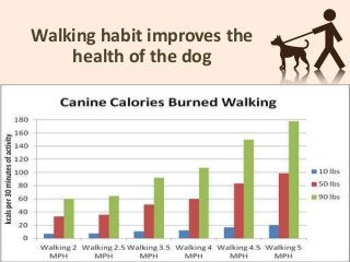 Walking habit improves the
health of the dog
 