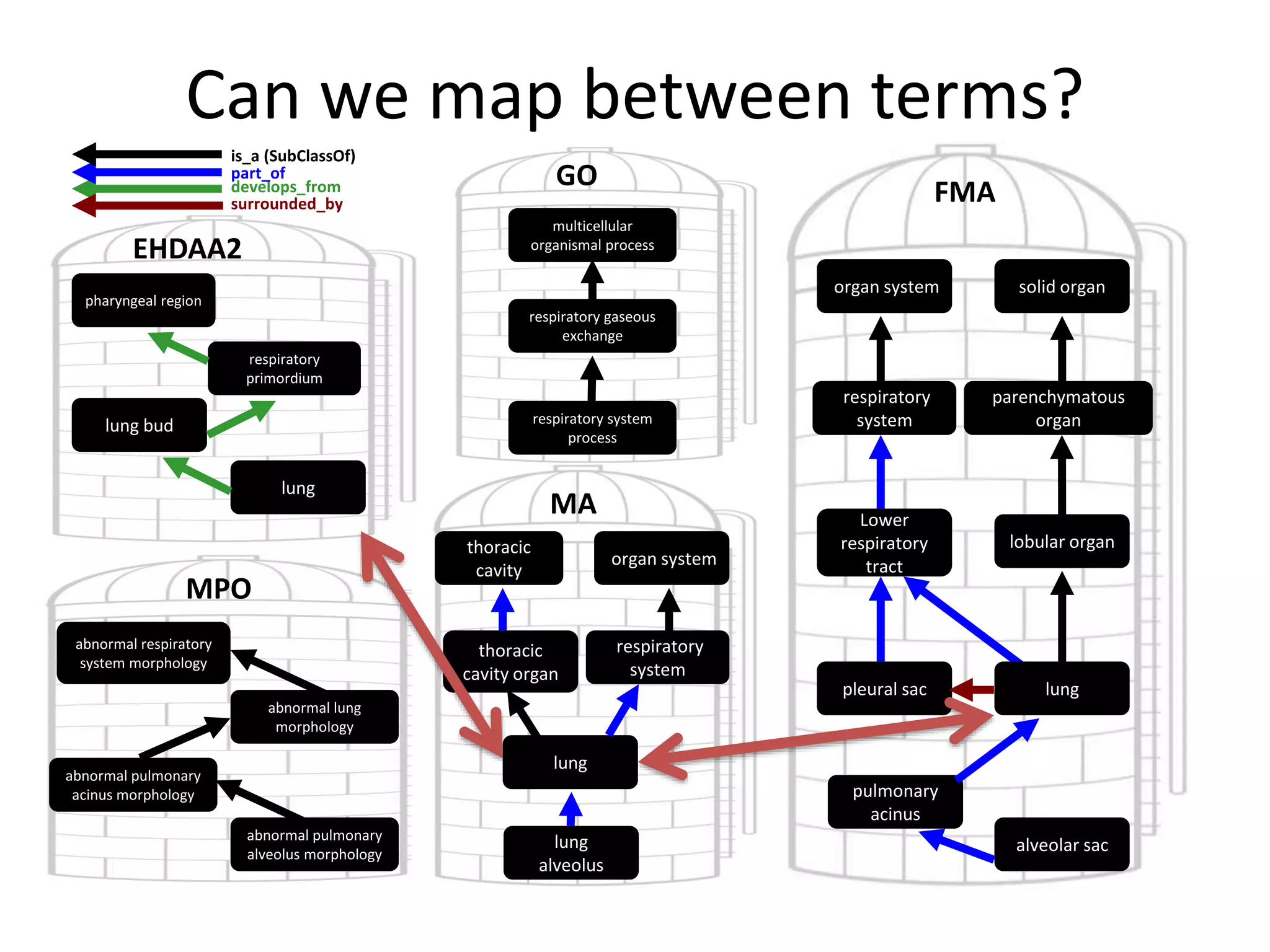 lung
lung
respiratory gaseous
exchange
lobular organ
parenchymatous
organ
solid organ
pleural sac
thoracic
cavity organ
thoracic
cavity
multicellular
organismal process
abnormal lung
morphology
abnormal respiratory
system morphology
GO
MPO
MA
FMA
abnormal pulmonary
acinus morphology
abnormal pulmonary
alveolus morphology
lung
alveolus
respiratory system
process
organ system
respiratory
system
Lower
respiratory
tract
alveolar sac
pulmonary
acinus
organ system
respiratory
system
EHDAA2
lung
lung bud
respiratory
primordium
pharyngeal region
develops_from
part_of
is_a (SubClassOf)
surrounded_by
Can we map between terms?
 