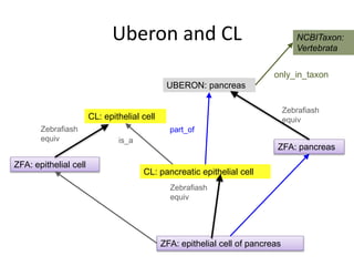 UBERON: pancreas
CL: pancreatic epithelial cell
CL: epithelial cell
is_a
part_of
NCBITaxon:
Vertebrata
only_in_taxon
Uberon and CL
ZFA: epithelial cell of pancreas
ZFA: epithelial cell
ZFA: pancreas
Zebrafiash
equiv
Zebrafiash
equiv
Zebrafiash
equiv
 