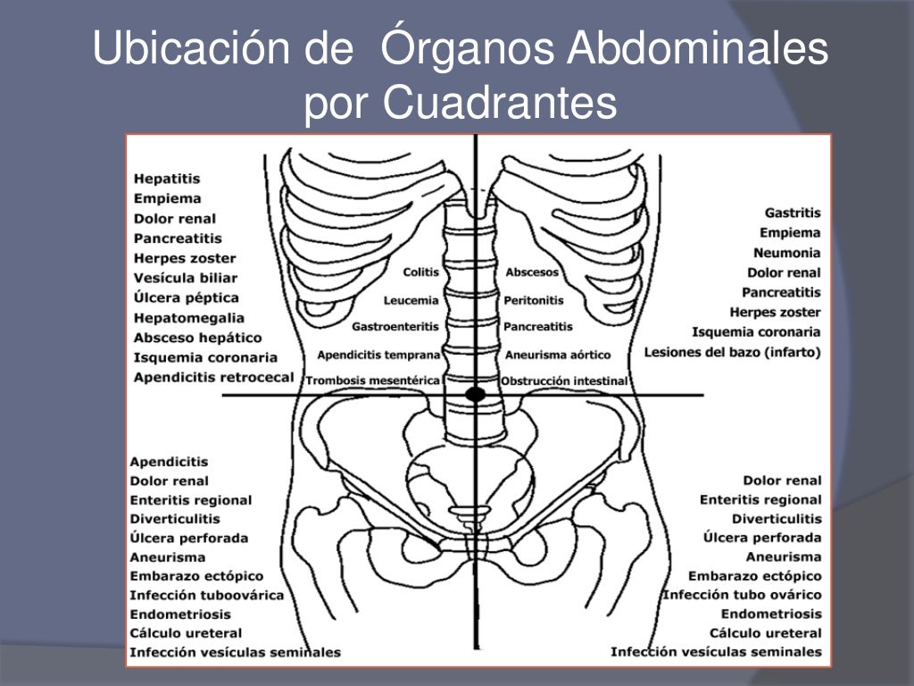 9 Regiones Y órganos Abdominopélvicos