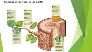 Ubicación tejidos vegetales