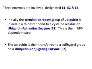 Three enzymes are involved, designated E1, E2 & E3.
 Initially the terminal carboxyl group of ubiquitin is
joined in a thioester bond to a cysteine residue on
Ubiquitin-Activating Enzyme (E1). This is the ATP-
dependent step.
 The ubiquitin is then transferred to a sulfhydryl group
on a Ubiquitin-Conjugating Enzyme (E2).
 