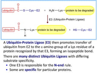 A Ubiquitin-Protein Ligase (E3) then promotes transfer of
ubiquitin from E2 to the e-amino group of a Lys residue of a
protein recognized by that E3, forming an isopeptide bond.
There are many distinct Ubiquitin Ligases with differing
substrate specificity.
• One E3 is responsible for the N-end rule.
• Some are specific for particular proteins.
ubiquitin C S
O
Cys E2 H2N Lys protein to be degraded
ubiquitin C
O
HS Cys E2N Lys protein to be degraded
H
+
E3
+
(Ubiquitin-Protein Ligase)
 