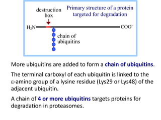 H2N COO
destruction
box
chain of
ubiquitins
Primary structure of a protein
targeted for degradation
More ubiquitins are added to form a chain of ubiquitins.
The terminal carboxyl of each ubiquitin is linked to the
e-amino group of a lysine residue (Lys29 or Lys48) of the
adjacent ubiquitin.
A chain of 4 or more ubiquitins targets proteins for
degradation in proteasomes.
 