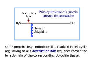 H2N COO
destruction
box
chain of
ubiquitins
Primary structure of a protein
targeted for degradation
Some proteins (e.g., mitotic cyclins involved in cell cycle
regulation) have a destruction box sequence recognized
by a domain of the corresponding Ubiquitin Ligase.
 