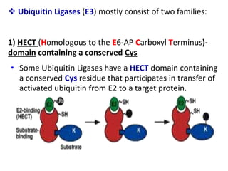  Ubiquitin Ligases (E3) mostly consist of two families:
1) HECT (Homologous to the E6-AP Carboxyl Terminus)-
domain containing a conserved Cys
• Some Ubiquitin Ligases have a HECT domain containing
a conserved Cys residue that participates in transfer of
activated ubiquitin from E2 to a target protein.
 