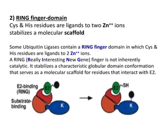 2) RING finger-domain
Cys & His residues are ligands to two Zn++ ions
stabilizes a molecular scaffold
Some Ubiquitin Ligases contain a RING finger domain in which Cys &
His residues are ligands to 2 Zn++ ions.
A RING (Really Interesting New Gene) finger is not inherently
catalytic. It stabilizes a characteristic globular domain conformation
that serves as a molecular scaffold for residues that interact with E2.
 