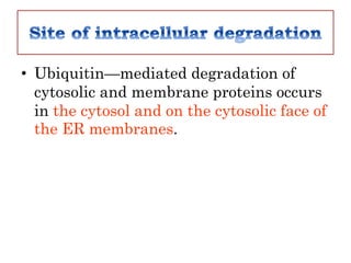 • Ubiquitin—mediated degradation of
cytosolic and membrane proteins occurs
in the cytosol and on the cytosolic face of
the ER membranes.
 