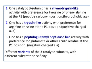 1. One catalytic b-subunit has a chymotrypsin-like
activity with preference for tyrosine or phenylalanine
at the P1 (peptide carbonyl) position.(hydrophobic a.a)
2. One has a trypsin-like activity with preference for
arginine or lysine at the P1 position.(positive charged
a. a)
3. One has a peptidoglutamyl peptidase like activity with
preference for glutamate or other acidic residue at the
P1 position. (negative charged a.a)
Different variants of the 3 catalytic subunits, with
different substrate specificity.
 