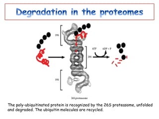 The poly-ubiquitinated protein is recognized by the 26S proteasome, unfolded
and degraded. The ubiquitin molecules are recycled.
 