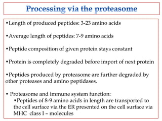 •Length of produced peptides: 3-23 amino acids
•Average length of peptides: 7-9 amino acids
•Peptide composition of given protein stays constant
•Protein is completely degraded before import of next protein
•Peptides produced by proteasome are further degraded by
other proteases and amino peptidases.
• Proteasome and immune system function:
•Peptides of 8-9 amino acids in length are transported to
the cell surface via the ER presented on the cell surface via
MHC class I – molecules
 