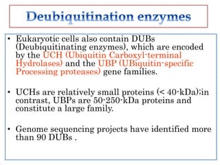 • Eukaryotic cells also contain DUBs
(Deubiquitinating enzymes), which are encoded
by the UCH (Ubiquitin Carboxyl-terminal
Hydrolases) and the UBP (UBiquitin-specific
Processing proteases) gene families.
• UCHs are relatively small proteins (< 40-kDa);in
contrast, UBPs are 50-250-kDa proteins and
constitute a large family.
• Genome sequencing projects have identified more
than 90 DUBs .
 