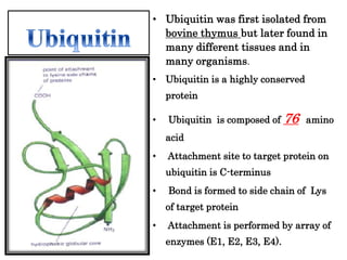 • Ubiquitin was first isolated from
bovine thymus but later found in
many different tissues and in
many organisms.
• Ubiquitin is a highly conserved
protein
• Ubiquitin is composed of 76 amino
acid
• Attachment site to target protein on
ubiquitin is C-terminus
• Bond is formed to side chain of Lys
of target protein
• Attachment is performed by array of
enzymes (E1, E2, E3, E4).
 