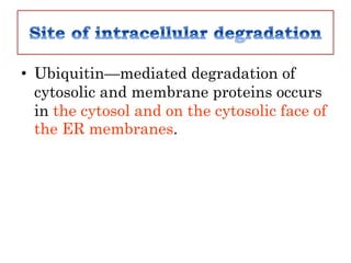 Ubiquitin mediated proteolysis Slide 24